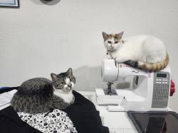 Lost Female Cat last seen Dalworth street, Grand Prairie, TX 75050