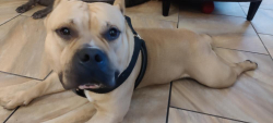 Found/Stray Male Dog last seen Colfax and Humboldt, Denver, CO 80218