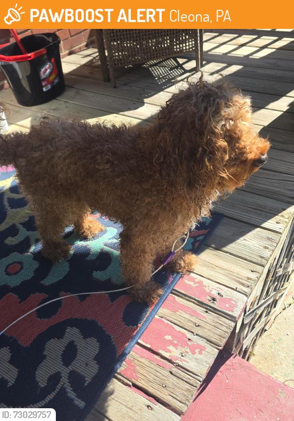 Found/Stray Male Dog last seen Mammas pizza, Cleona, PA 17042