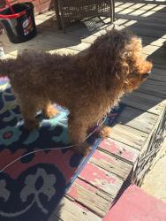 Found/Stray Male Dog last seen Mammas pizza, Cleona, PA 17042