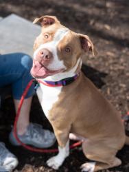 Shelter Stray Male Dog last seen Near Buford Hwy NE, Atlanta, GA 30345, 30345, GA, 3280 Chamblee Dunwoody Rd, Chamblee, GA 30341, USA