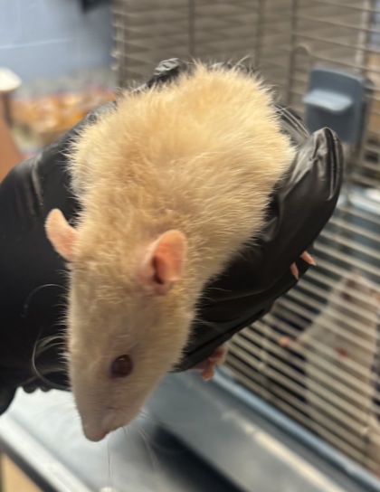 Shelter Stray Female Fancy rat last seen Near Ridge Forest Dr Stone Mountain, 30083, 30083, GA, 3280 Chamblee Dunwoody Rd, Chamblee, GA 30341, USA