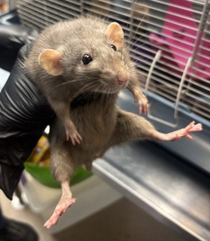 Shelter Stray Female Fancy rat last seen Near Ridge Forest Dr Stone Mountain, 30083, 30083, GA, 3280 Chamblee Dunwoody Rd, Chamblee, GA 30341, USA
