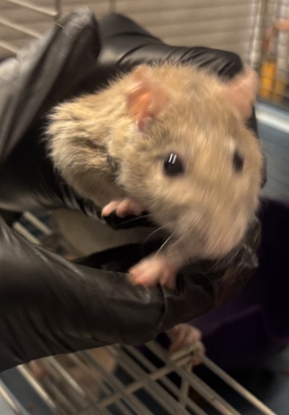 Shelter Stray Female Fancy rat last seen Near Ridge Forest Dr Stone Mountain, 30083, 30083, GA, 3280 Chamblee Dunwoody Rd, Chamblee, GA 30341, USA