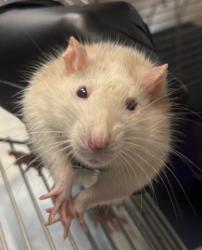 Shelter Stray Male Fancy rat last seen Near Ridge Forest Dr Stone Mountain, 30083, 30083, GA, 3280 Chamblee Dunwoody Rd, Chamblee, GA 30341, USA