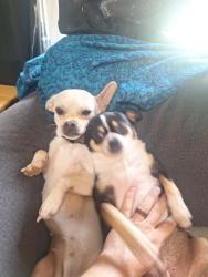 Lost Female Dog last seen Kinross, Louisville, KY 40272