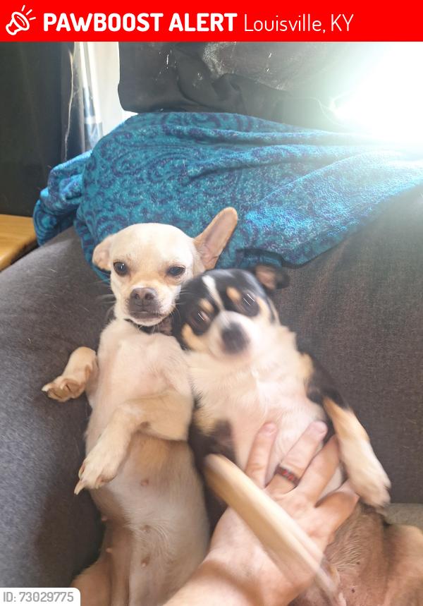 Lost Female Dog last seen Kinross, Louisville, KY 40272