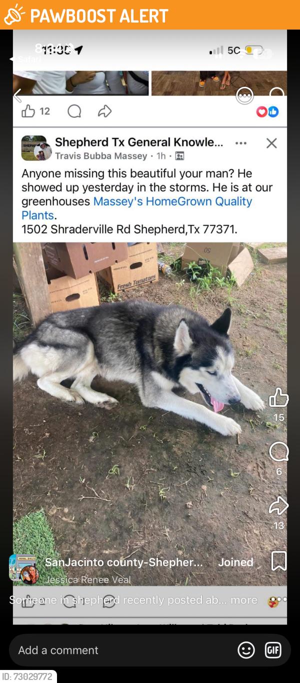 Found/Stray Male Dog last seen Shraderville rd, San Jacinto County, TX 77371
