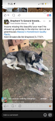 Found/Stray Male Dog last seen Shraderville rd, San Jacinto County, TX 77371