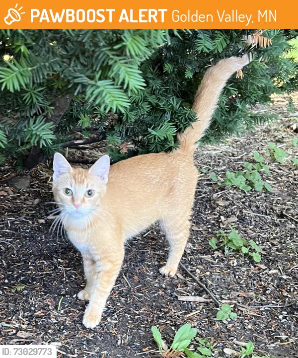 Found/Stray Unknown Cat last seen Zenith Ave and Golden Valley Rd, Golden Valley, MN 55422