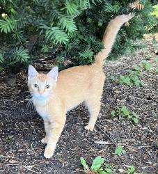 Found/Stray Unknown Cat last seen Zenith Ave and Golden Valley Rd, Golden Valley, MN 55422