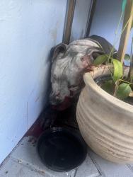 Found/Stray Unknown Dog last seen Between 12th and 13th street and nw 7th ave in South Middle River, Oakland Park, FL 33311