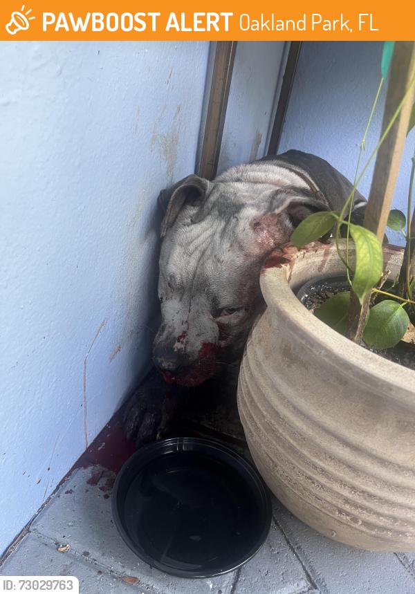 Found/Stray Unknown Dog last seen Between 12th and 13th street and nw 7th ave in South Middle River, Oakland Park, FL 33311