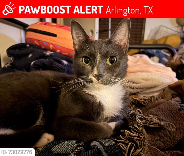 Lost Male Cat last seen Sublett, Arlington, TX 76001