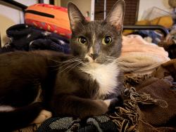 Lost Male Cat last seen Sublett, Arlington, TX 76001