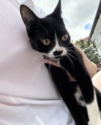 Found/Stray Female Cat last seen hse , Greater London, England 