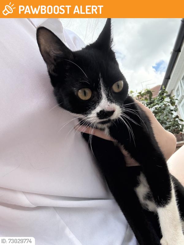 Found/Stray Female Cat last seen hse , Greater London, England 