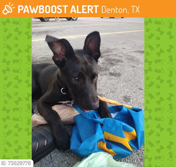 Found/Stray Male Dog last seen Wood & E McKinney, Denton, TX 76209