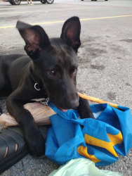 Found/Stray Male Dog last seen Wood & E McKinney, Denton, TX 76209
