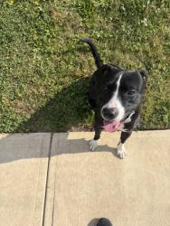 Found/Stray Male Dog last seen Near Brunswick Road, East Cleveland, OH 44112