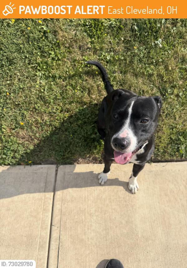 Found/Stray Male Dog last seen Near Brunswick Road, East Cleveland, OH 44112