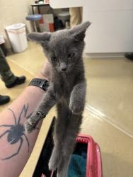 Shelter Stray Male Cat last seen Surry Road, VA, 9300 Public Works Rd, Chesterfield, VA 23832, USA