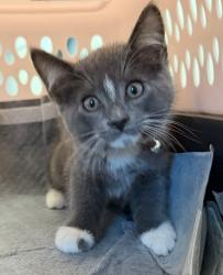 Shelter Stray Male Cat last seen Near Genesee, San Diego, CA, 92117, 5500 Gaines St, San Diego, CA 92110, USA