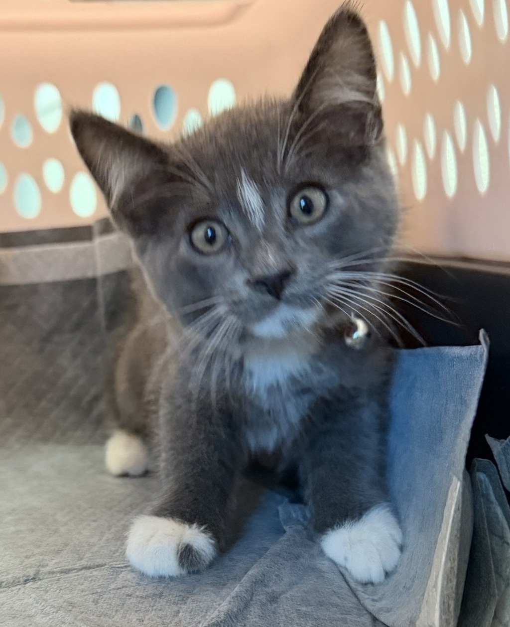 Shelter Stray Male Cat last seen Near Genesee, San Diego, CA, 92117, 5500 Gaines St, San Diego, CA 92110, USA