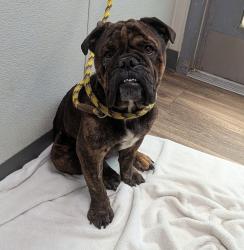 Shelter Stray Male Dog last seen Near S 28th Street, San Diego, CA, 92113, 5500 Gaines St, San Diego, CA 92110, USA