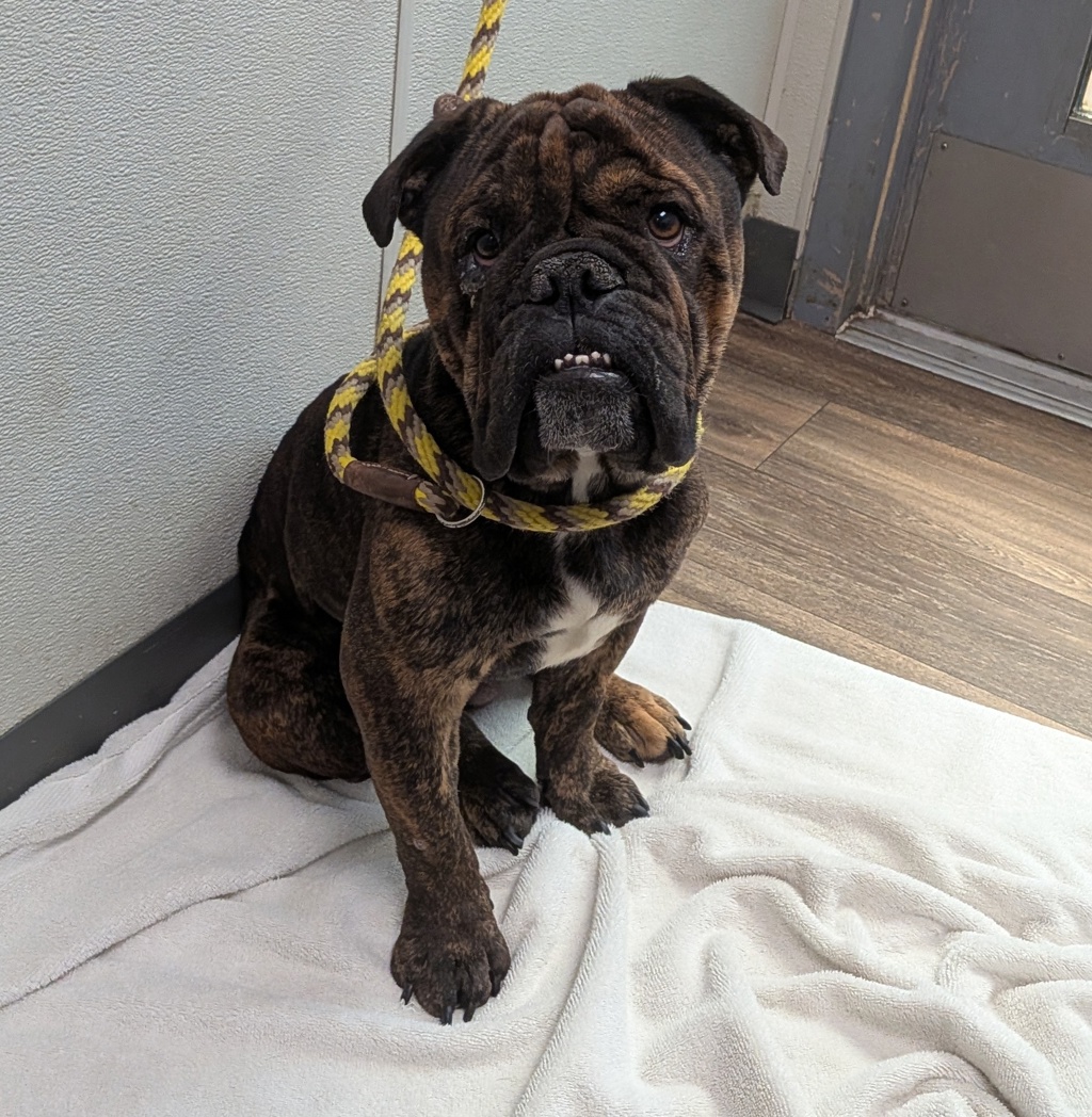 Shelter Stray Male Dog last seen Near S 28th Street, San Diego, CA, 92113, 5500 Gaines St, San Diego, CA 92110, USA