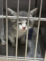 Shelter Stray Unknown Cat last seen Poppy Crescent, VIRGINIA BEACH, VA, 23453, 341 S Birdneck Rd, Virginia Beach, VA 23451, USA