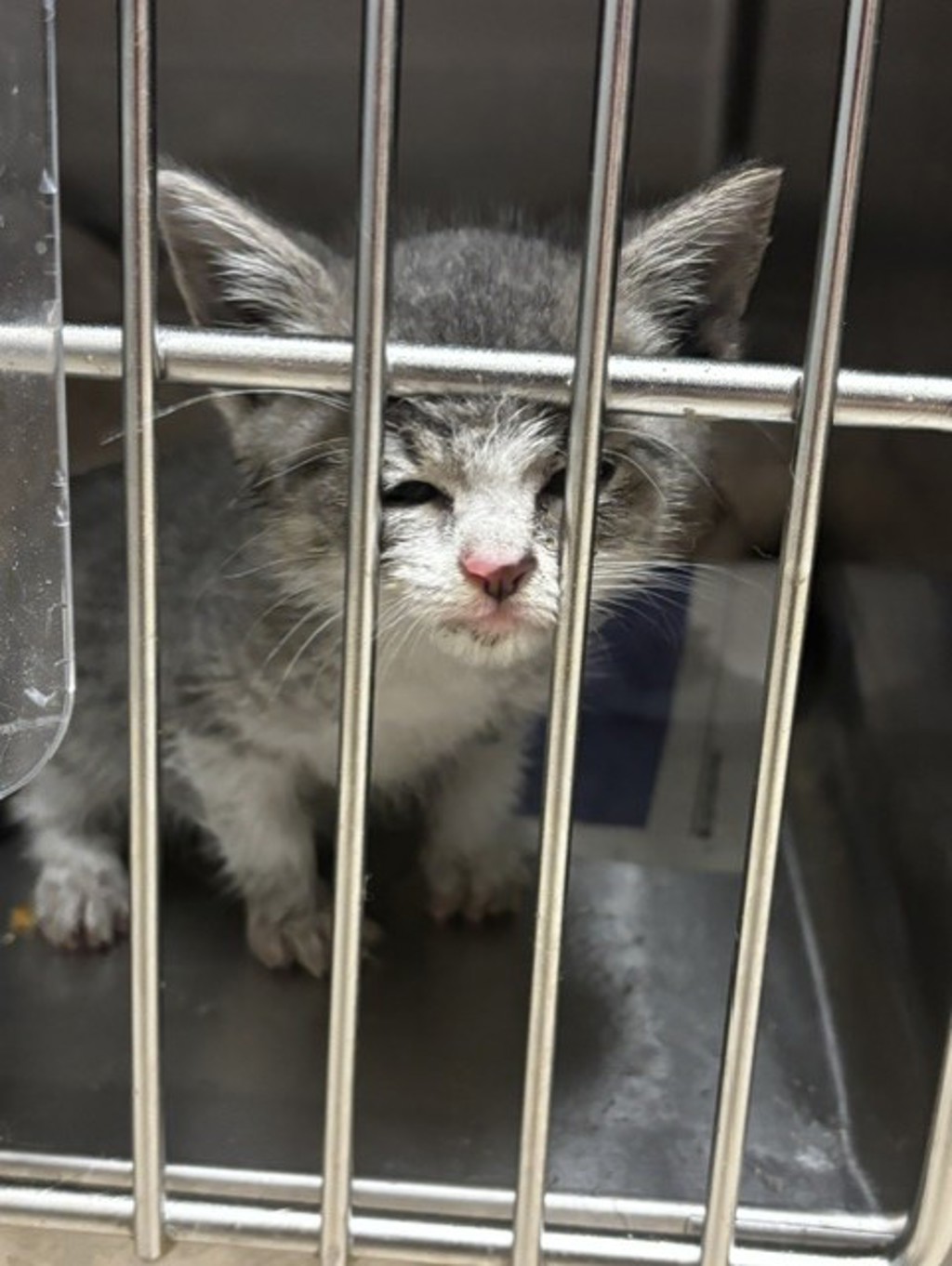 Shelter Stray Unknown Cat last seen Poppy Crescent, VIRGINIA BEACH, VA, 23453, 341 S Birdneck Rd, Virginia Beach, VA 23451, USA