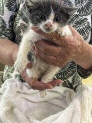 Shelter Stray Unknown Cat last seen dauphin lane, VIRGINIA BEACH, VA, 23452, 341 S Birdneck Rd, Virginia Beach, VA 23451, USA