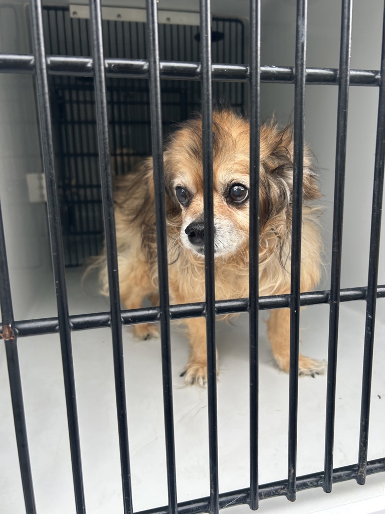 Shelter Stray Female Dog last seen Near West Grove Road, VIRGINIA BEACH, VA, 23455, 341 S Birdneck Rd, Virginia Beach, VA 23451, USA