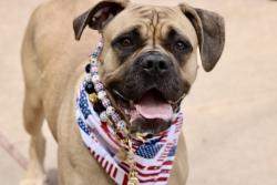 Shelter Stray Female Dog last seen 107-12 Farragut Road, BROOKLYN, NY, 11236, 3139 Veterans Rd W, Staten Island, NY 10309, USA