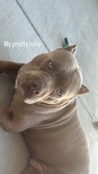 Lost Male Dog last seen Cascade, Red Oak, TX 75154