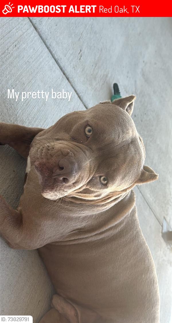 Lost Male Dog last seen Cascade, Red Oak, TX 75154