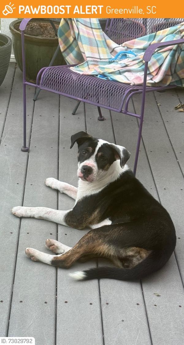 Found/Stray Female Dog last seen Furman hall rd, Greenville, SC 29609