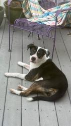 Found/Stray Female Dog last seen Furman hall rd, Greenville, SC 29609