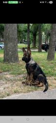 Lost Male Dog last seen Cinderella Dr, Oklahoma City, OK 73129