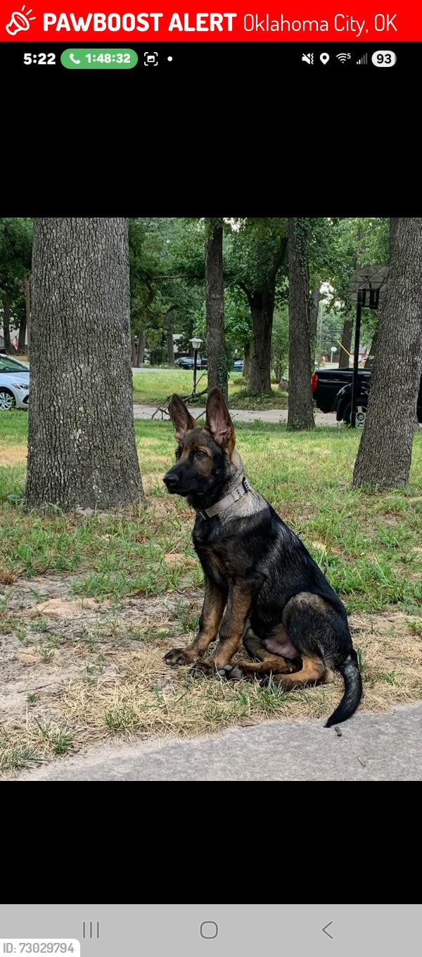 Lost Male Dog last seen Cinderella Dr, Oklahoma City, OK 73129