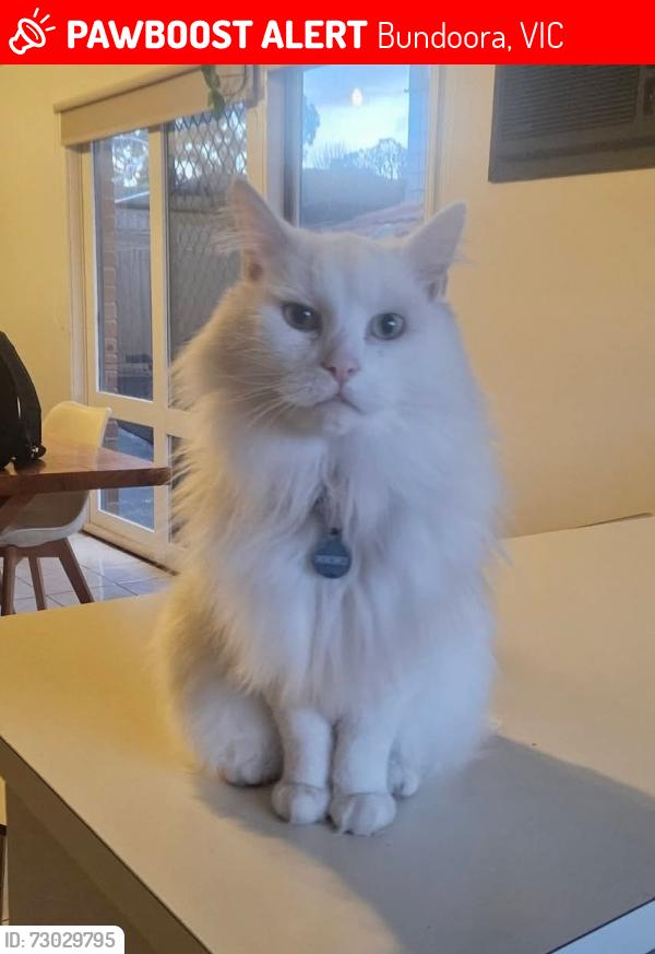 Lost Male Cat last seen Near betula ave, Bundoora, VIC 3083
