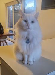 Lost Male Cat last seen Near betula ave, Bundoora, VIC 3083