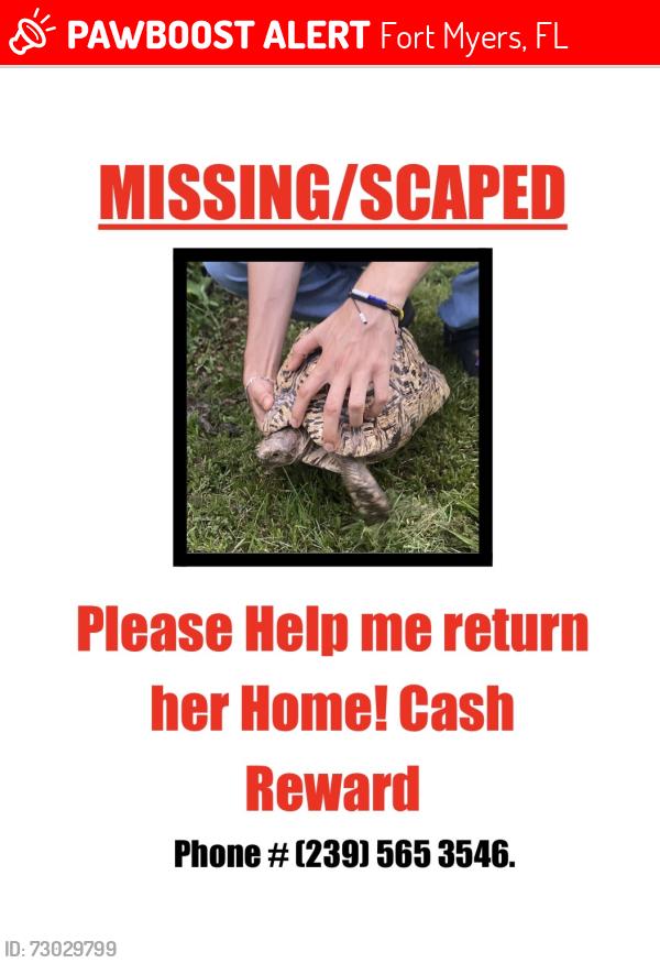 Lost Female Reptile last seen Upcohal 5th st, Fort Myers, FL 33905