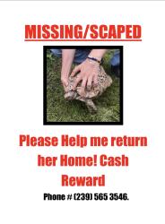 Lost Female Reptile last seen Upcohal 5th st, Fort Myers, FL 33905