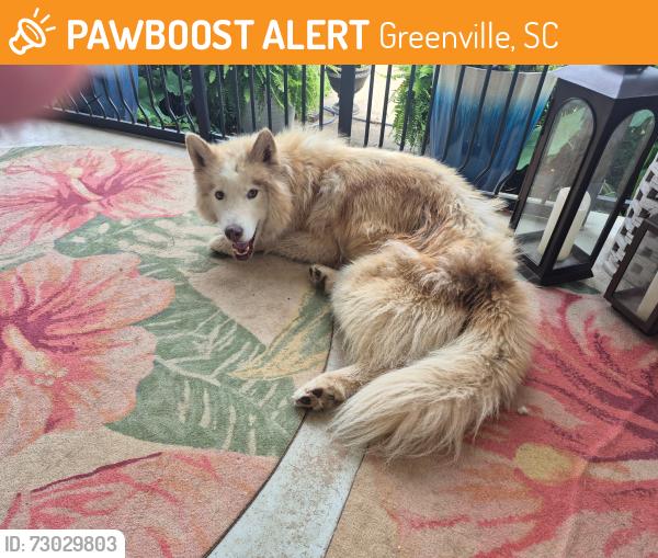 Found/Stray Male Dog last seen Near parisview church, Greenville, SC 29617