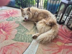 Found/Stray Male Dog last seen Near parisview church, Greenville, SC 29617