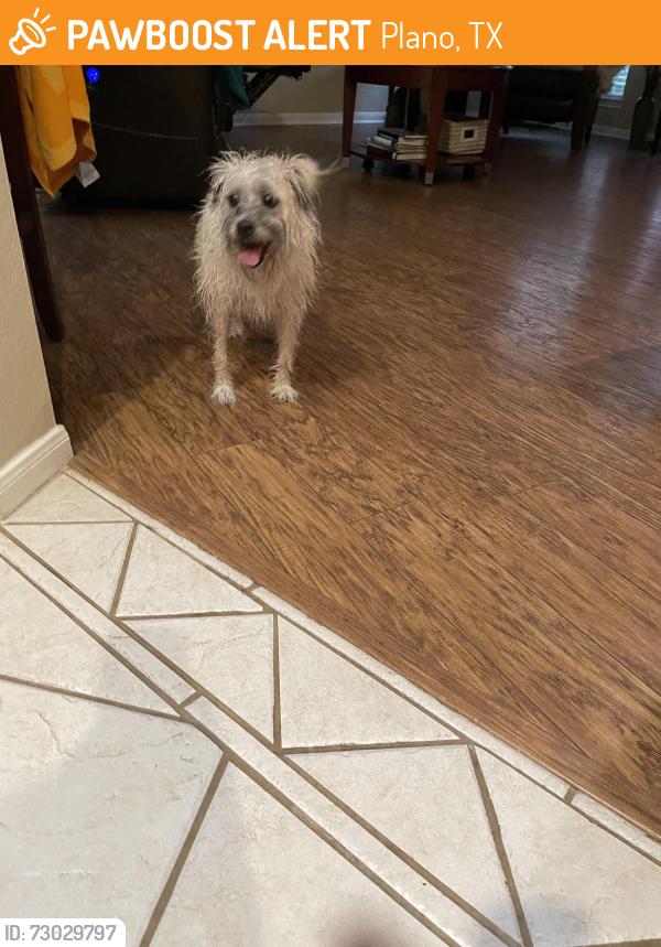 Found/Stray Unknown Dog last seen San Simeon and Independence, Plano, TX 75024
