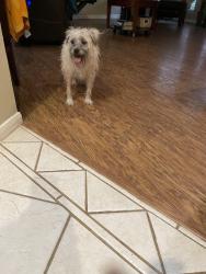 Found/Stray Unknown Dog last seen San Simeon and Independence, Plano, TX 75024