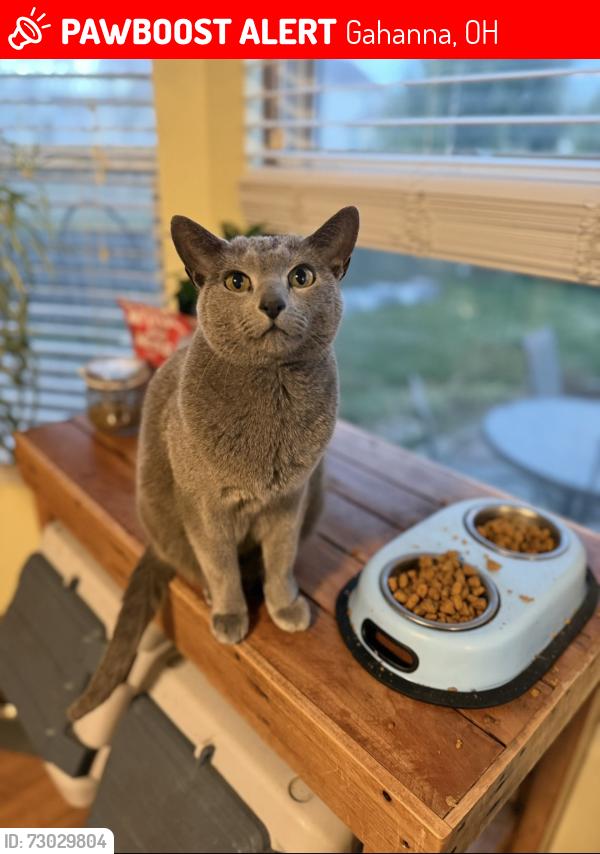 Lost Male Cat last seen Hines and Thistle. Berkley Point, Gahanna, OH 43230